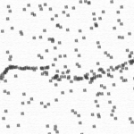 蟻 — Ants —